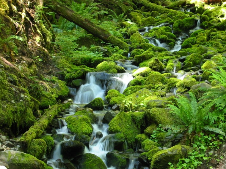 Temperate rainforests, such as those in the Pacific Northwest, may become more plentiful with global warming, said Michael Mann, director of the Earth System Science Center.